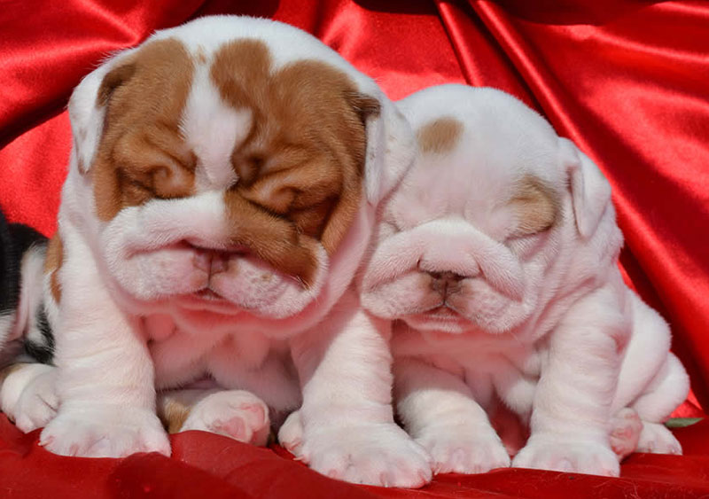 Chocolate and white bulldog puppies