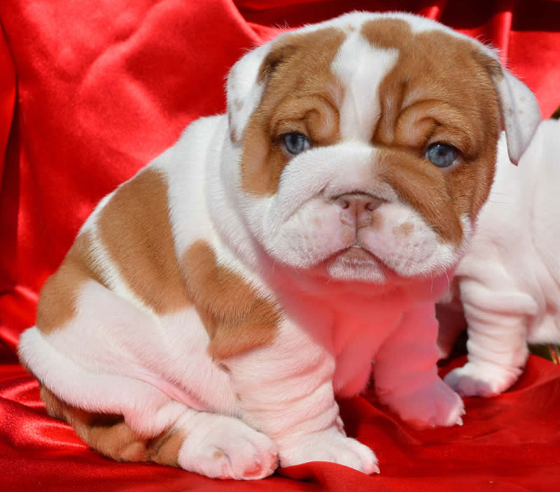 Chocolate tri bulldog puppy clear eyes