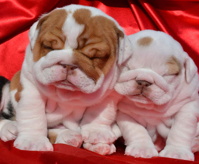 Chocolate tri and white bulldog puppies