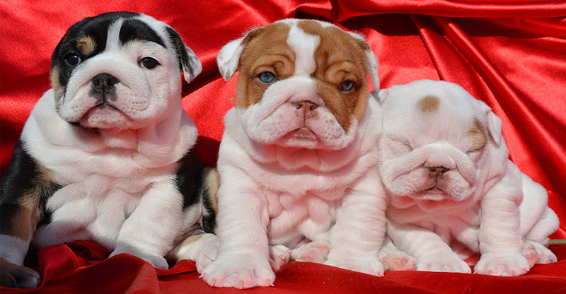 Tri chocolate bulldog puppies