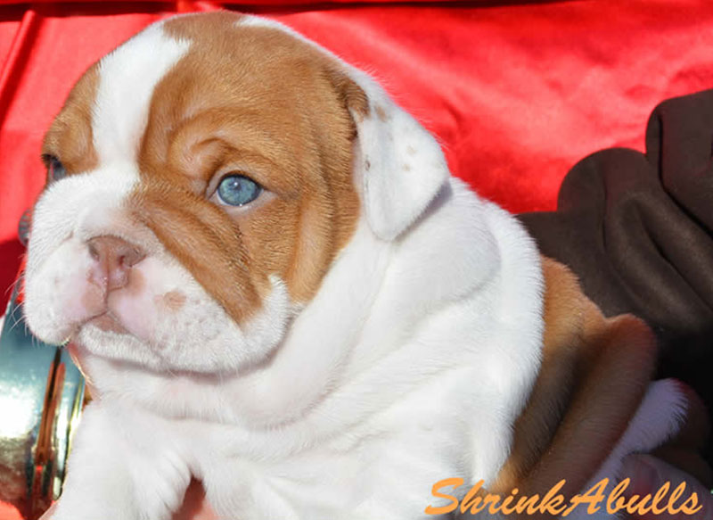 Wrinkly chocolate bulldog puppy clear eyes