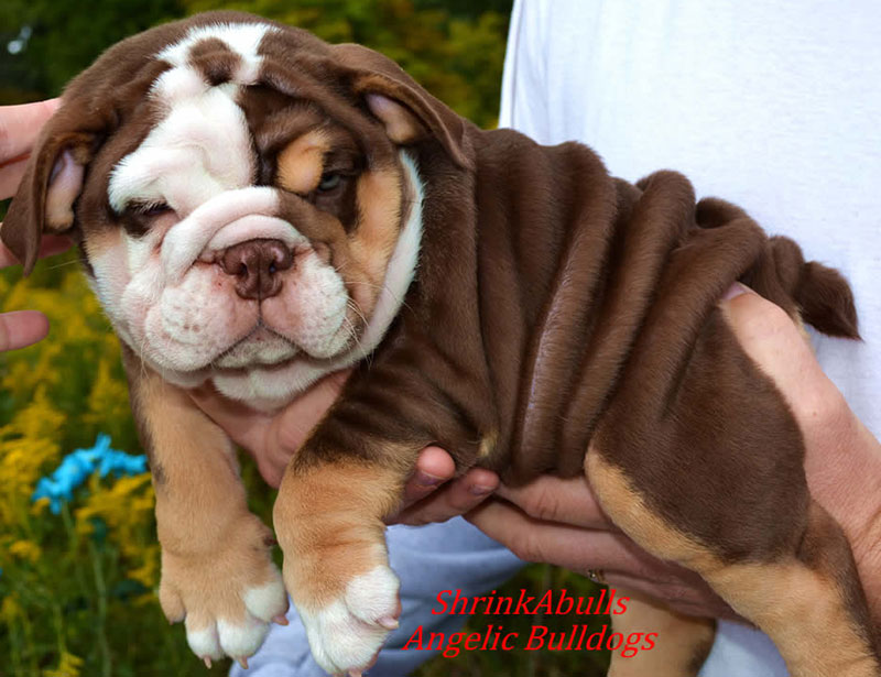 Wrinkly chocolate english bulldog being held