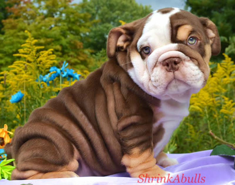 Cute chocolate wrinkly english bulldog