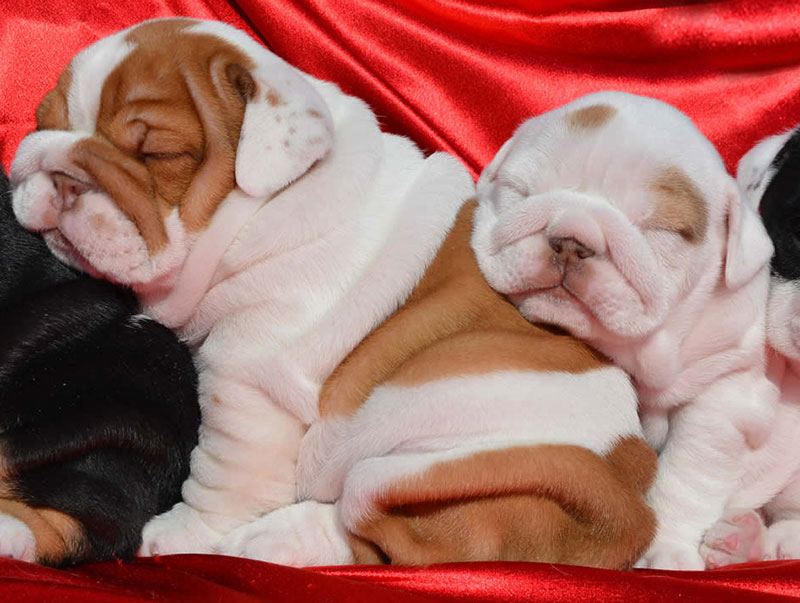 Sleepy chocolate english bulldog puppies