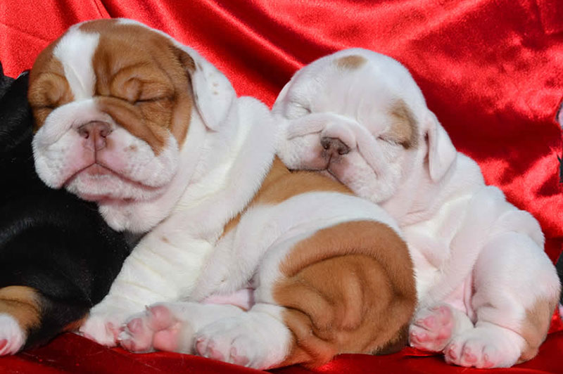 Chocolate tri english bulldog puppies sleeping