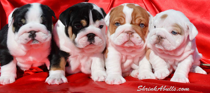 Choco bulldog puppies red background
