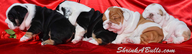 Chocolate tri bulldog puppies sleepy