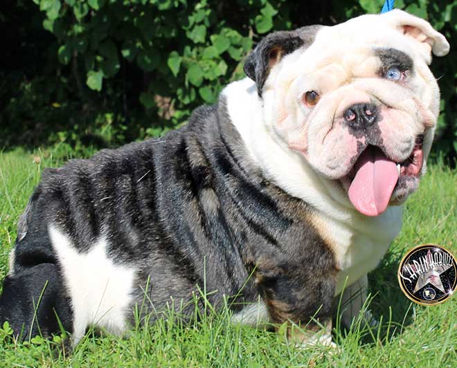 Shrinkabull's Silver Merle Tri Carries Blue Choc Dominant Miniature English Bulldog Adult FOR SALE