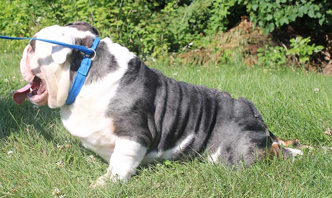 Shrinkabull's Silver Merle Tri Carries Blue Choc Dominant Miniature English Bulldog Adult FOR SALE