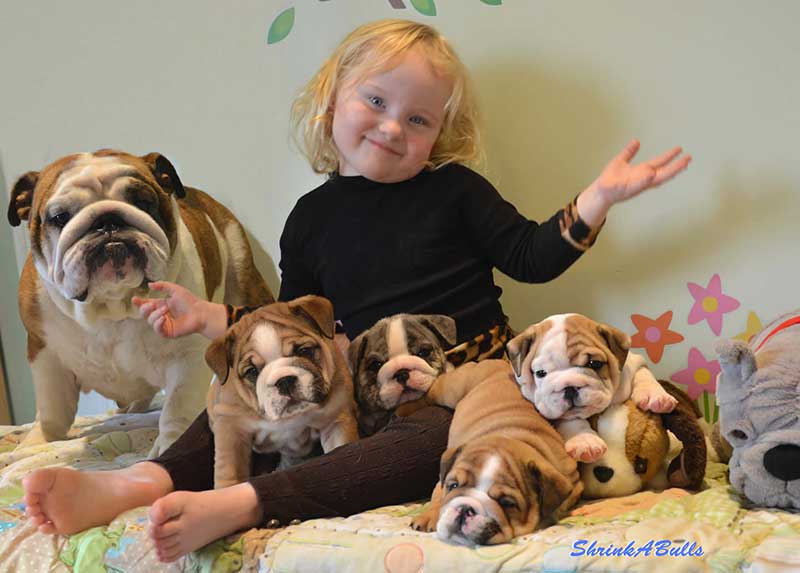 Small girl with english bulldog family