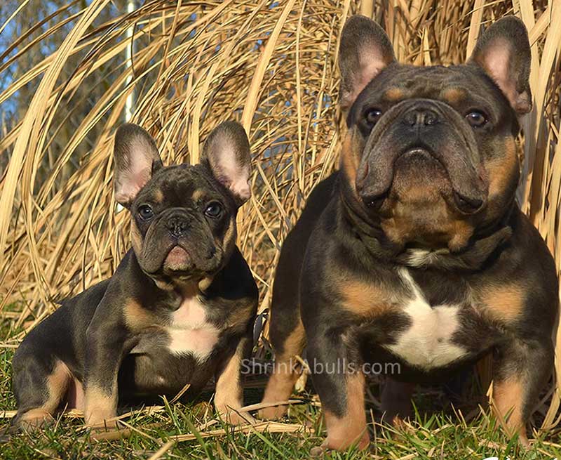 Chocolate French bulldog sire and puppy
