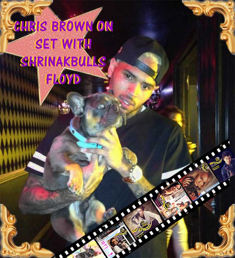 Chris Brown with Shrinkabulls english bulldog puppy