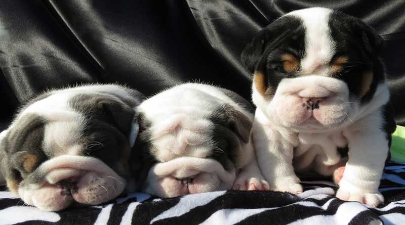 Cute wrinkly tri english bulldog puppies