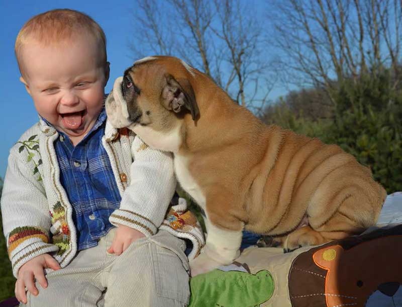 English bulldog licking child