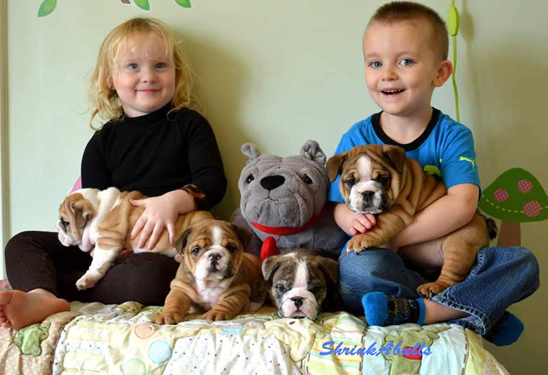 Bulldogs with children photo