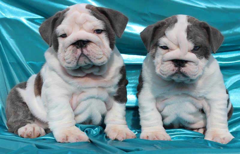 Blue bulldog puppies pictures