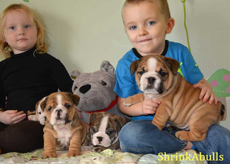 Children with bulldog puppies