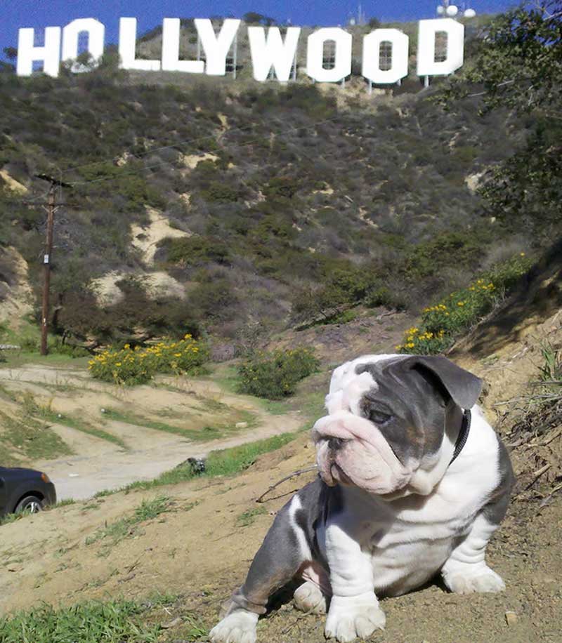 english bulldog hollywood sign