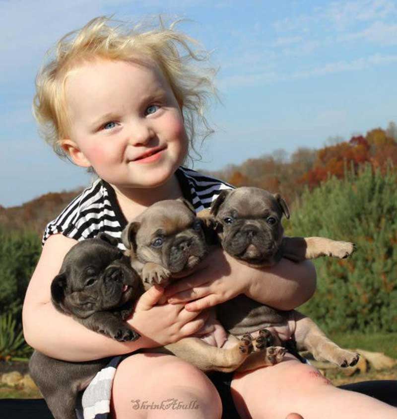 Child holding 3 bulldog puppies