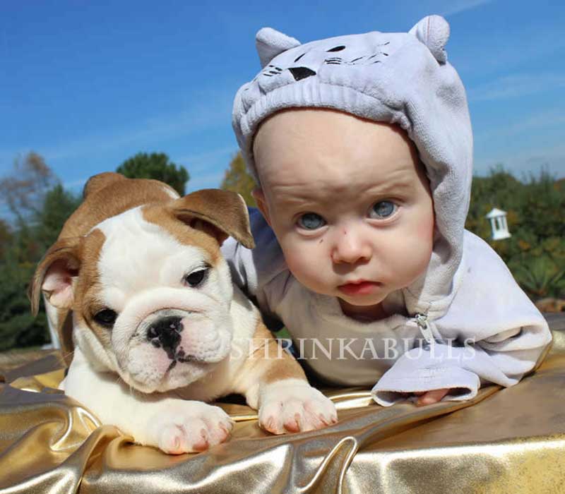 Baby with chocolate english bulldog