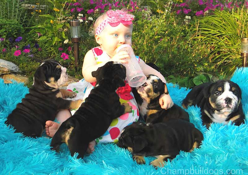 Baby with bottle and Bully puppies