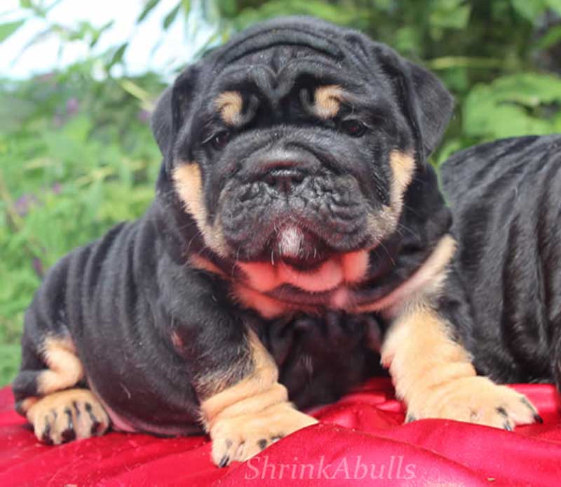 Black tri wrinkly bulldog puppy photo