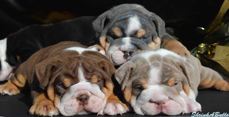 Multi colored english bulldog puppies