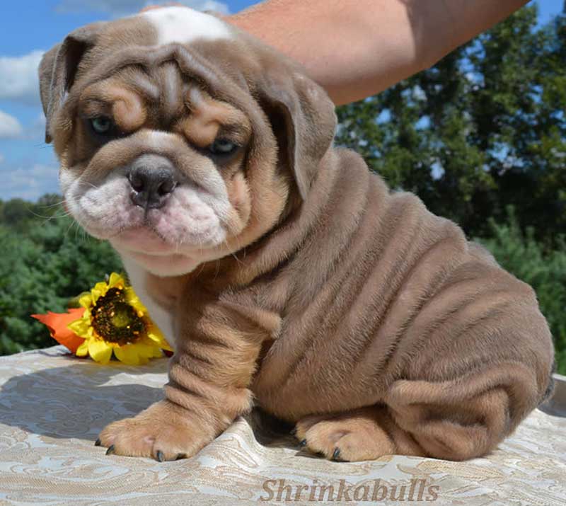 Beautiful chocolate english bulldog puppy