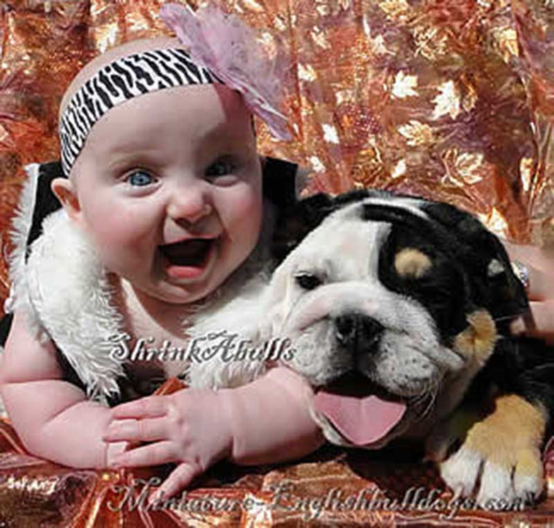 Laughing baby with panting bulldog