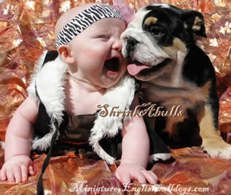Baby happy with bulldog tongue out