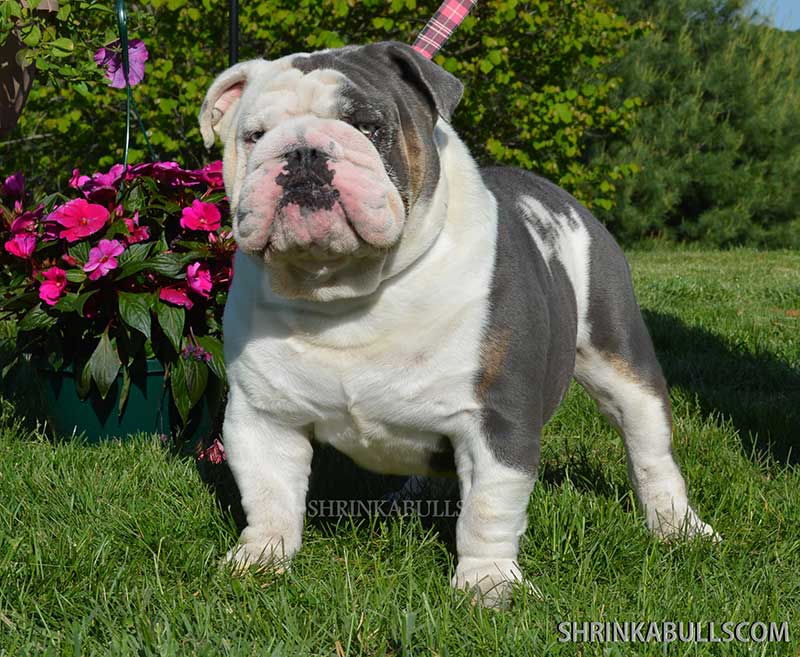 Solid bulldog standing in grass photo