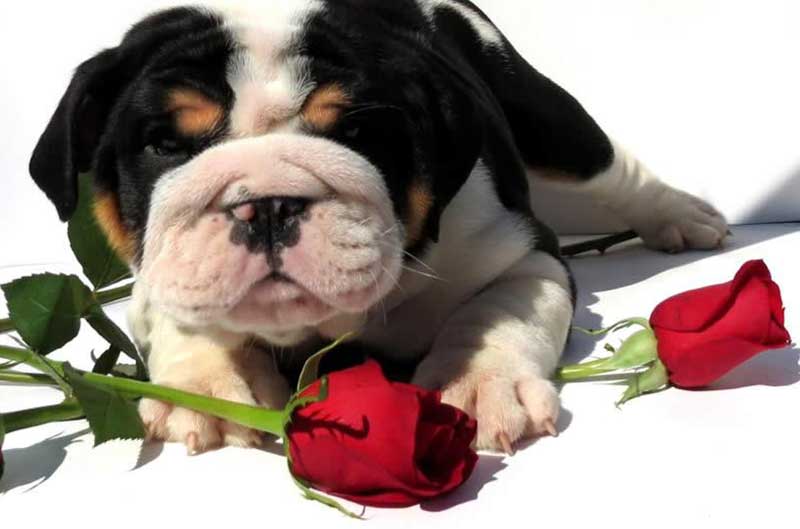 Black tri bulldog puppy with rose