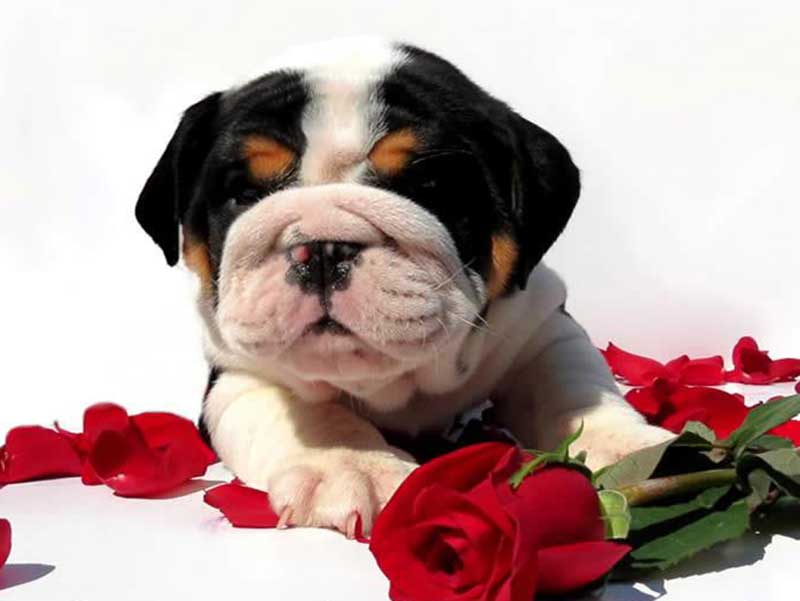 Bulldog puppy with roses