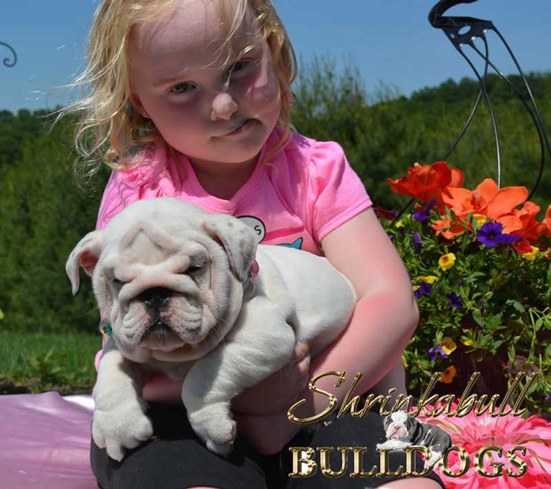 Child holding white english bulldog