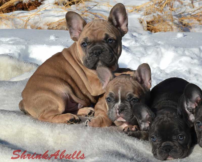 Chocolate French bulldogs in the snow