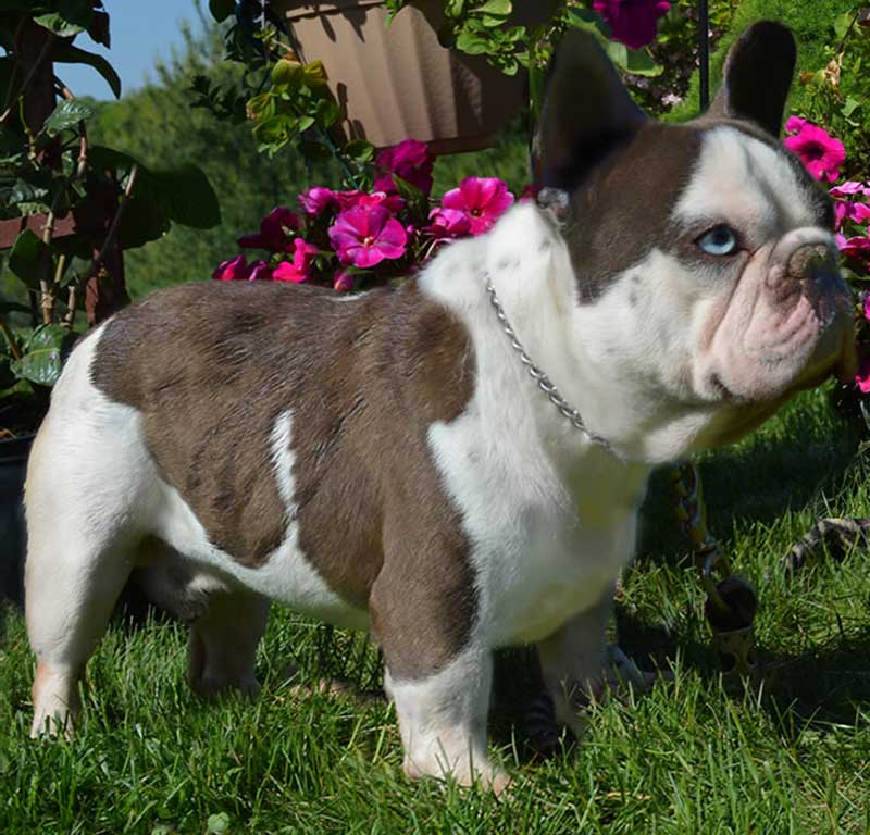 French bulldog standing in the garden