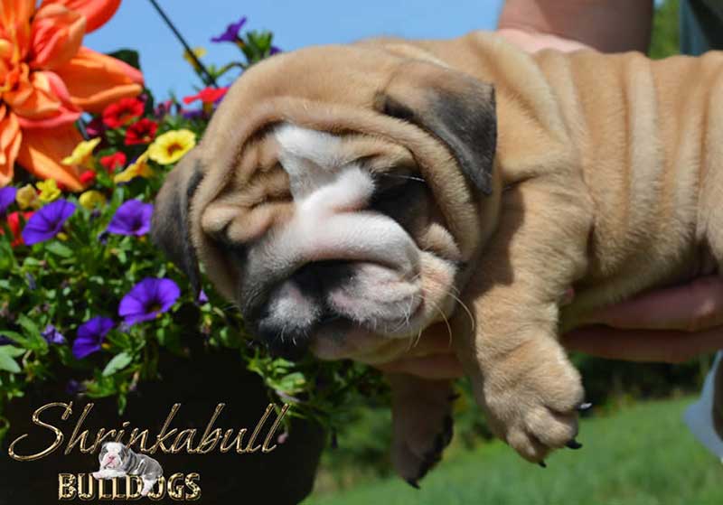 Wrinkly english bulldog with flowers