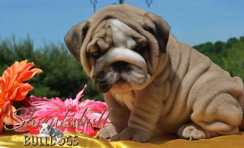 Wrinkly chocolate bulldog puppy with flowers