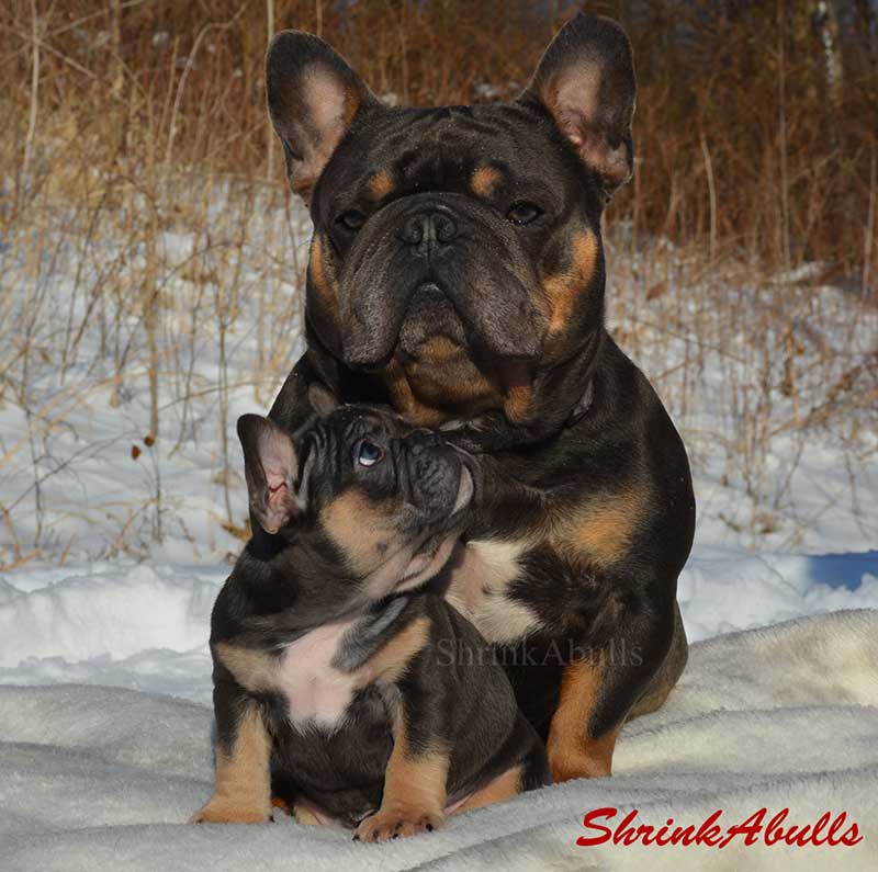 French bulldog sire with son in snow