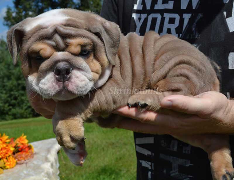 Wrinkly chocolate bulldog puppy