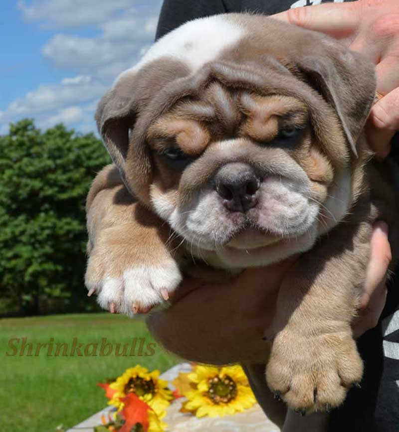 Wrinkly chocolate english bulldog held in arms