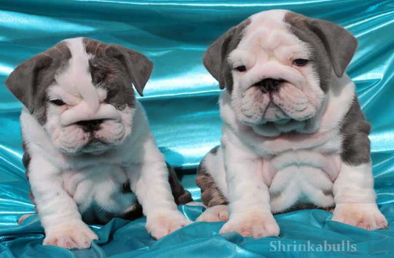 Cute blue and white bulldog puppies