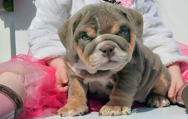 Brown english bulldog puppy with child in pink
