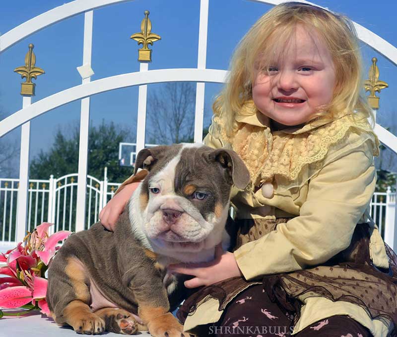 Girl with chocolate tri english bulldog puppy