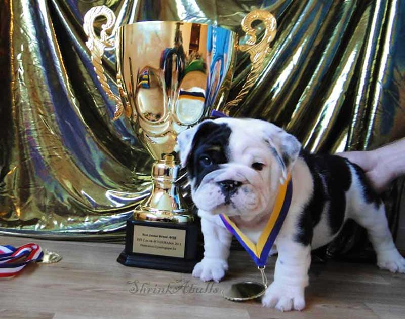 Cute english bulldog with trophy and medal