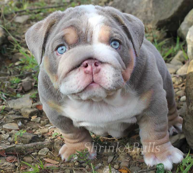 Clear eyed chocolate tri english bulldog pup
