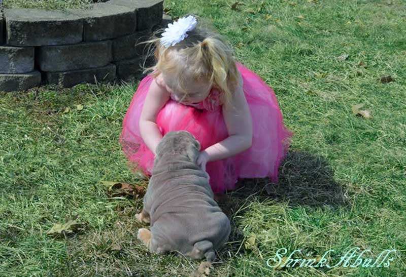Girl with chocolate english bulldog playing outside