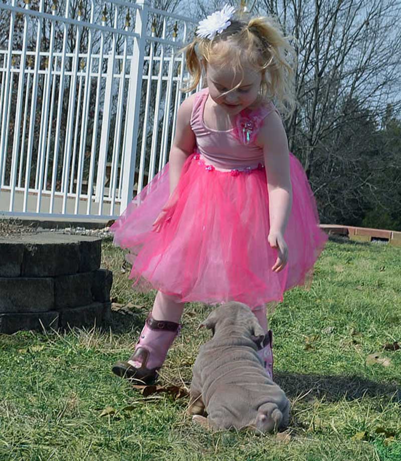 Pink ballerina with chocolate english bulldog pup