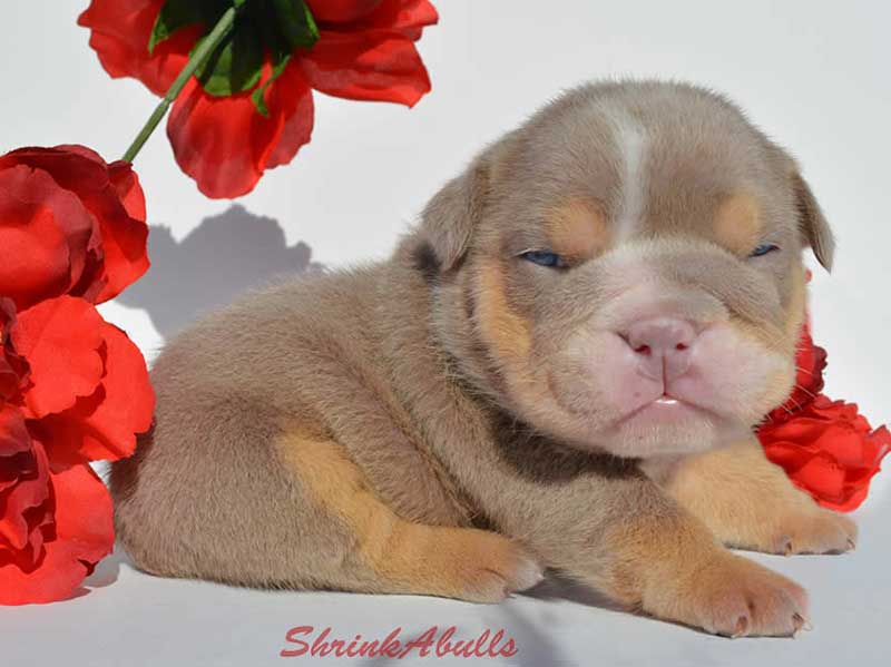 cute brown english bulldog puppy