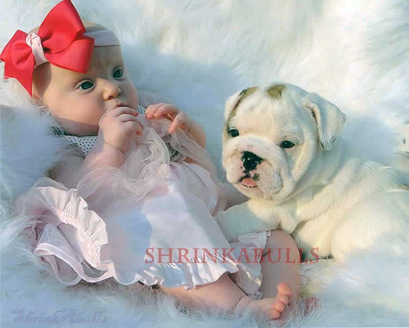Baby with beautiful white english bulldog puppy
